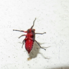 Eurymeloides sp. (genus) (Eucalyptus leafhopper) at Flynn, ACT - 30 Nov 2022 by Christine