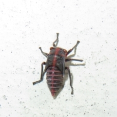 Eurymeloides sp. (genus) at Flynn, ACT - 30 Nov 2022 04:18 PM