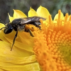 Lasioglossum (Chilalictus) lanarium (Halictid bee) at Mount Majura - 30 Nov 2022 by Pirom