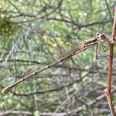 Austrolestes analis (Slender Ringtail) at Mount Majura - 30 Nov 2022 by Pirom