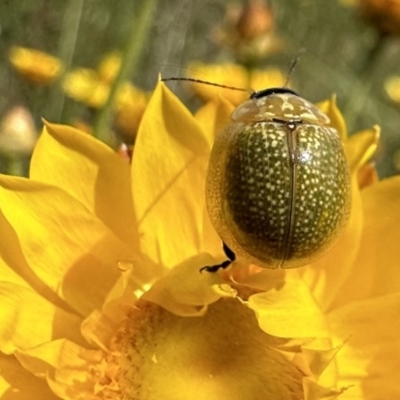 Paropsisterna cloelia (Eucalyptus variegated beetle) at Hackett, ACT - 30 Nov 2022 by Pirom