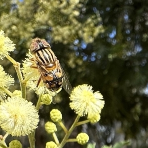 Eristalinus punctulatus at Hackett, ACT - 30 Nov 2022