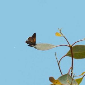 Acrodipsas aurata at Ainslie, ACT - suppressed