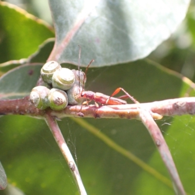 Mecynopus cothurnatus (A longhorn beetle) at Murrumbateman, NSW - 30 Nov 2022 by SimoneC