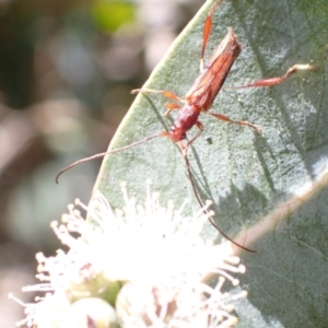 Mecynopus cothurnatus at Murrumbateman, NSW - 30 Nov 2022