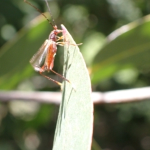 Mecynopus cothurnatus at Murrumbateman, NSW - 30 Nov 2022