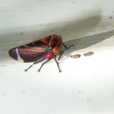 Eurymeloides lineata (Lined gumtree hopper) at Flynn, ACT - 30 Nov 2022 by Christine