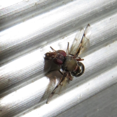 Pogonortalis doclea (Boatman fly) at Flynn, ACT - 30 Nov 2022 by Christine