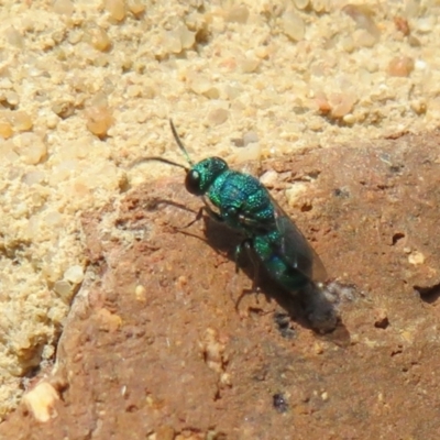 Primeuchroeus sp. (genus) (Cuckoo Wasp) at Flynn, ACT - 30 Nov 2022 by Christine
