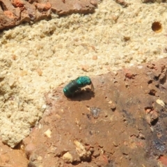 Primeuchroeus sp. (genus) at Flynn, ACT - 30 Nov 2022