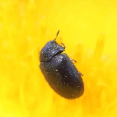Eurhopalus sp. (genus) (Dermestid beetle) at O'Connor, ACT - 30 Nov 2022 by ConBoekel