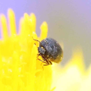 Eurhopalus sp. (genus) at O'Connor, ACT - 30 Nov 2022 02:49 PM