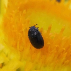 Eurhopalus sp. (genus) at O'Connor, ACT - 30 Nov 2022 02:49 PM