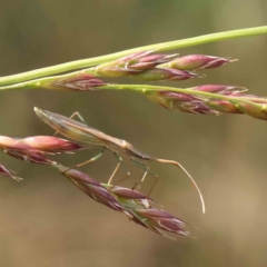 Mutusca brevicornis (A broad-headed bug) at O'Connor, ACT - 30 Nov 2022 by ConBoekel