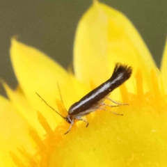 Tritymba unidentified species (Plutellid moth) at O'Connor, ACT - 30 Nov 2022 by ConBoekel