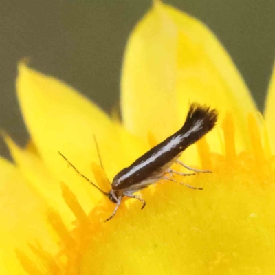 Tritymba unidentified species (Plutellid moth) at O'Connor, ACT - 30 Nov 2022 by ConBoekel