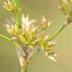 Juncus sarophorus (Broom Rush) at O'Connor, ACT - 30 Nov 2022 by ConBoekel