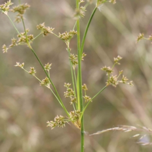 Juncus vaginatus at Dryandra St Woodland - 30 Nov 2022 03:07 PM