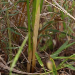 Juncus vaginatus at Dryandra St Woodland - 30 Nov 2022 03:07 PM