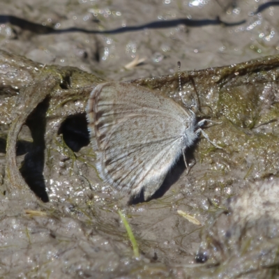 Zizina otis (Common Grass-Blue) at Fyshwick, ACT - 30 Nov 2022 by roman_soroka