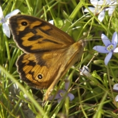 Heteronympha merope (Common Brown Butterfly) at Chisholm, ACT - 27 Nov 2022 by roman_soroka