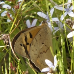 Heteronympha merope at Chisholm, ACT - 27 Nov 2022 05:07 PM