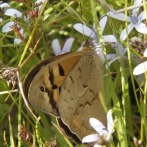 Heteronympha merope at Chisholm, ACT - 27 Nov 2022 05:07 PM