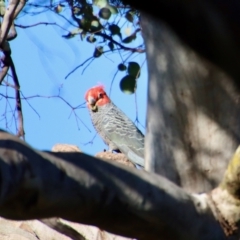 Callocephalon fimbriatum (Gang-gang Cockatoo) at Deakin, ACT - 29 Nov 2022 by LisaH