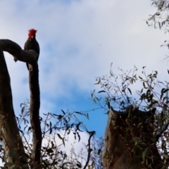 Callocephalon fimbriatum (Gang-gang Cockatoo) at Deakin, ACT - 29 Nov 2022 by LisaH