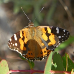 Vanessa kershawi (Australian Painted Lady) at Melrose - 27 Nov 2022 by roman_soroka