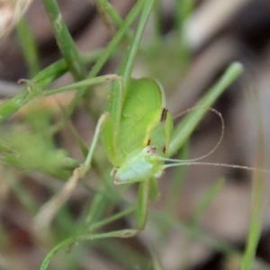 Tettigoniidae (family) at Red Hill to Yarralumla Creek - 29 Nov 2022 07:08 PM