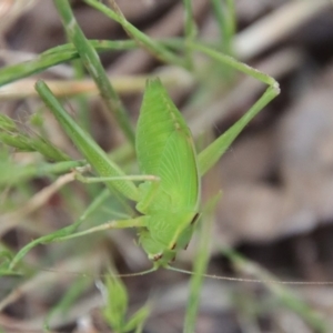 Tettigoniidae (family) at Red Hill to Yarralumla Creek - 29 Nov 2022 07:08 PM