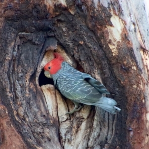 Callocephalon fimbriatum at Hughes, ACT - suppressed