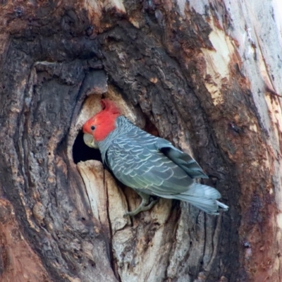 Callocephalon fimbriatum (Gang-gang Cockatoo) at Hughes, ACT - 28 Nov 2022 by LisaH