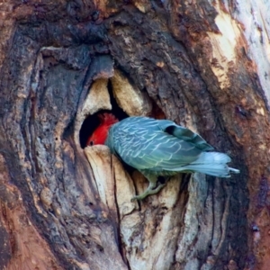 Callocephalon fimbriatum at Hughes, ACT - suppressed