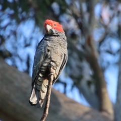 Callocephalon fimbriatum at Hughes, ACT - suppressed