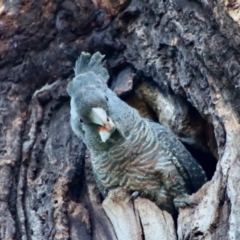 Callocephalon fimbriatum (Gang-gang Cockatoo) at Hughes, ACT - 30 Nov 2022 by LisaH