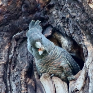 Callocephalon fimbriatum at Hughes, ACT - suppressed