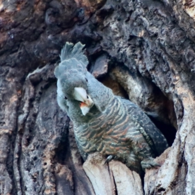 Callocephalon fimbriatum (Gang-gang Cockatoo) at Hughes, ACT - 30 Nov 2022 by LisaH