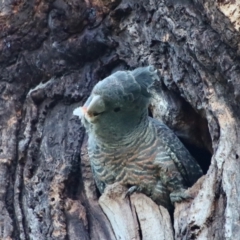 Callocephalon fimbriatum at Hughes, ACT - suppressed