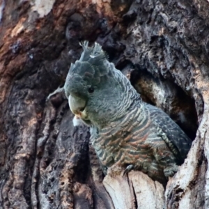 Callocephalon fimbriatum at Hughes, ACT - suppressed