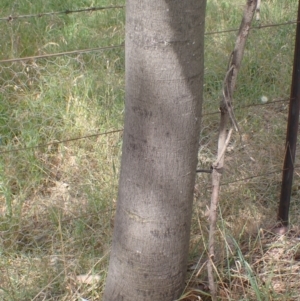 Brachychiton populneus subsp. populneus at Godfreys Creek, NSW - 26 Nov 2022 02:52 PM