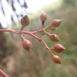 Eucalyptus melliodora at Godfreys Creek, NSW - 26 Nov 2022 03:21 PM