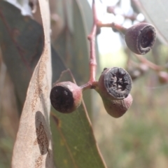 Eucalyptus melliodora at Godfreys Creek, NSW - 26 Nov 2022 03:21 PM