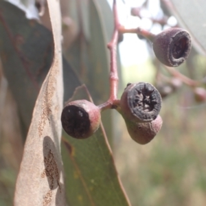 Eucalyptus melliodora at Godfreys Creek, NSW - 26 Nov 2022 03:21 PM