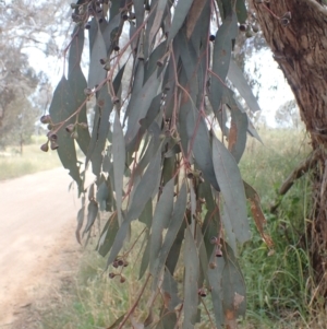 Eucalyptus melliodora at Godfreys Creek, NSW - 26 Nov 2022 03:21 PM