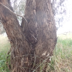 Eucalyptus melliodora at Godfreys Creek, NSW - 26 Nov 2022 03:21 PM