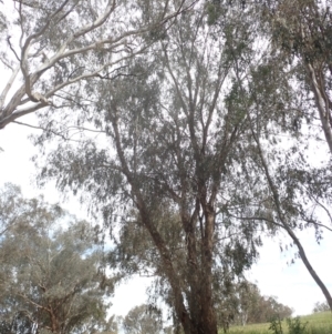 Eucalyptus melliodora at Godfreys Creek, NSW - 26 Nov 2022 03:21 PM