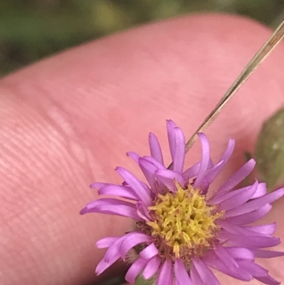 Vittadinia cuneata var. cuneata (Fuzzy New Holland Daisy) at Pearce, ACT - 5 Nov 2022 by Tapirlord