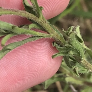 Vittadinia cuneata var. cuneata at Pearce, ACT - 5 Nov 2022 03:19 PM